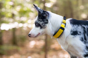 Invoxia Smart Dog Collar