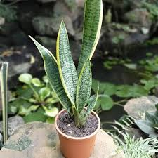 Snake Plant Benefits at Home